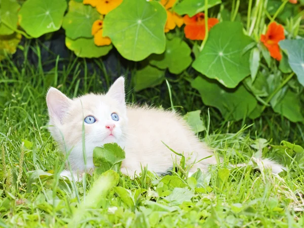 stock image Little kitten in the grass