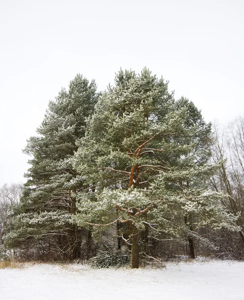 소나무 겨울 — 스톡 사진