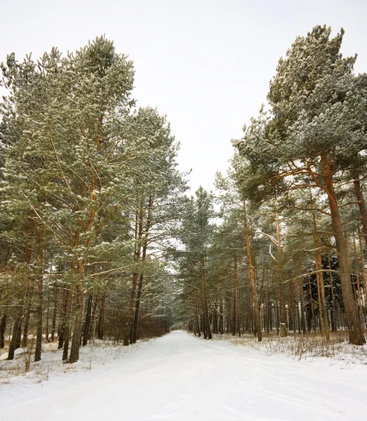 Дорога в зимнем лесу — стоковое фото