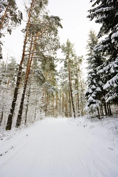 冬季森林中的道路 — 图库照片