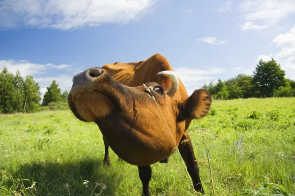 Krowa zjada trawy — Zdjęcie stockowe