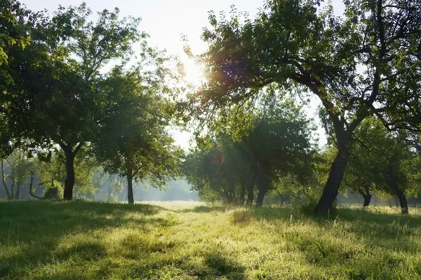 Morgendämmerung im Apfelgarten — Stockfoto