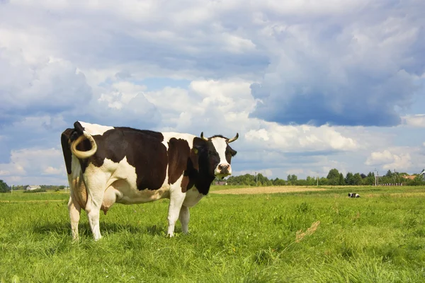Корови на лузі — стокове фото
