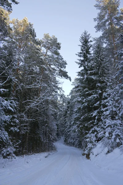 冬の風景、森 — ストック写真