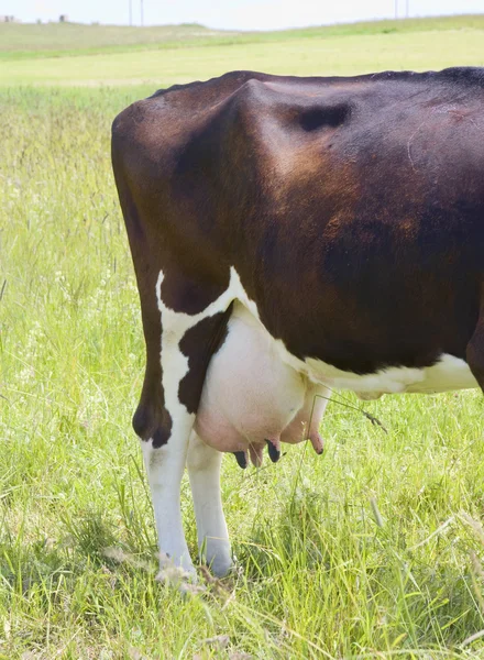 Euter der Kuh — Stockfoto