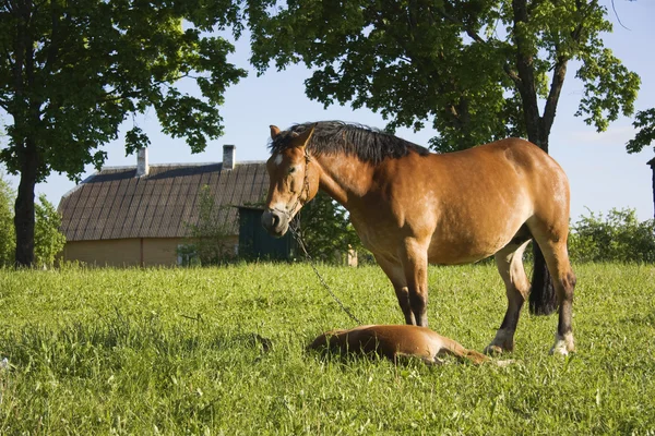 Häst med föl på en äng — Stockfoto
