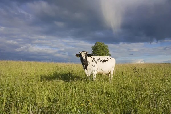 Корова на лугу — стоковое фото
