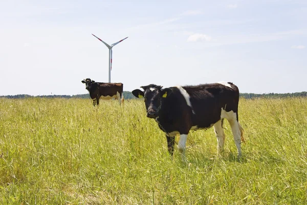 Stock image Cow on the field, wind generators