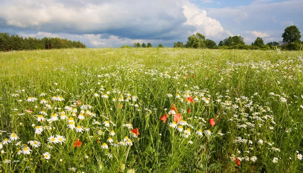 Field of flowers, summer landscape — Stock Photo, Image