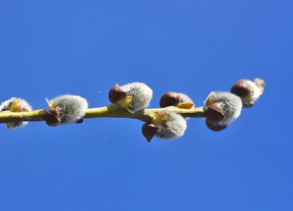 复活节柳树 — 图库照片