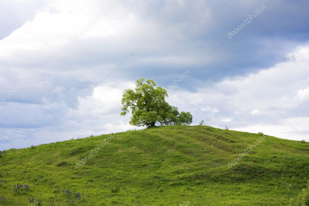Tree on a green hill
