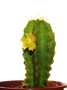 Cactus with flowers, isolated on white clipart