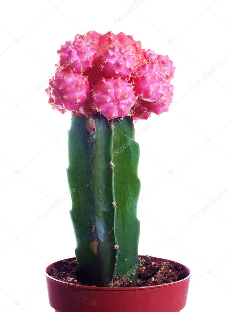 Red cactus isolated