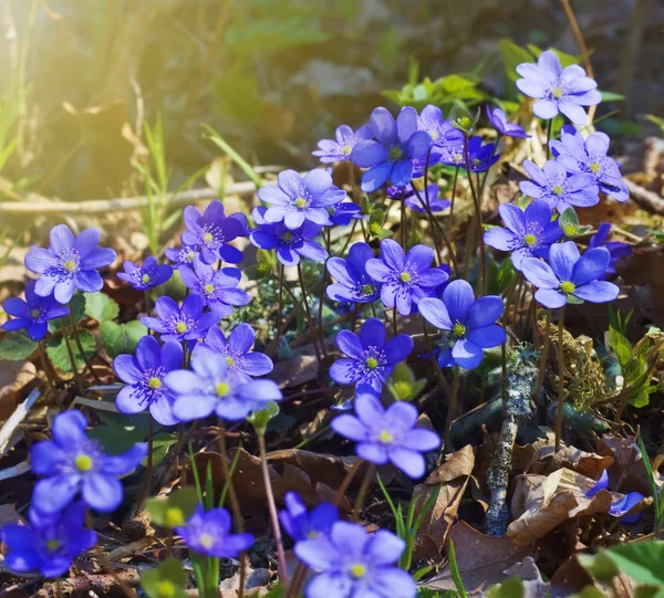 Primavera cedo flores azuis — Fotografia de Stock