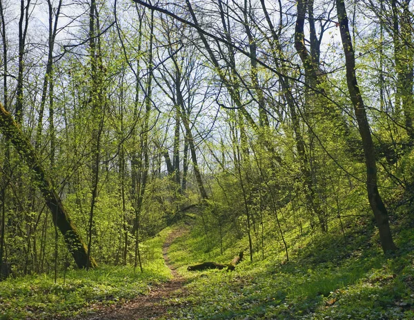 Trail in voorjaar park — Stockfoto