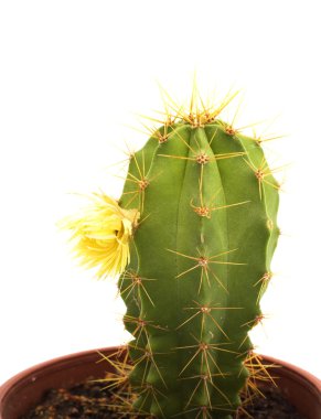 Cactus with flowers, isolated on white clipart