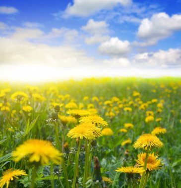 Dandelion field clipart