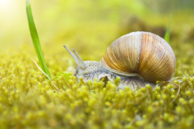 Snail in the moss clipart