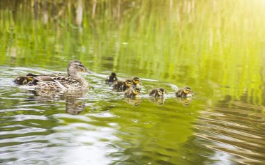 Duck with Ducklings in the lake clipart