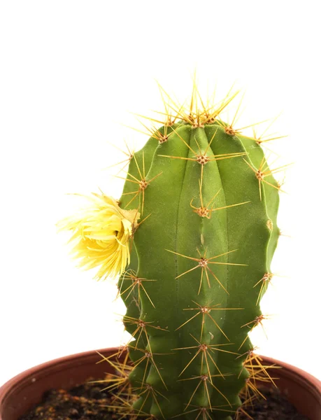 Cactus con flores, aislado en blanco —  Fotos de Stock