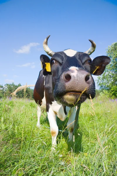 Vaca negra en el prado —  Fotos de Stock
