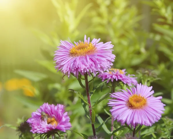 Asters in the garden — Stock Photo, Image