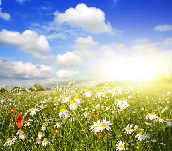 Fält av blommor, sommar landskap — Stockfoto