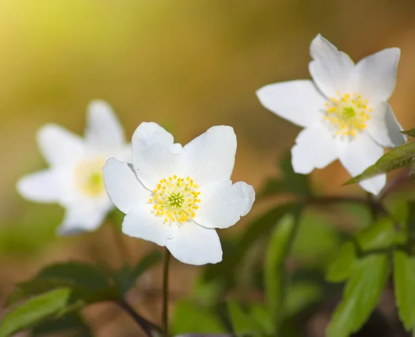 Bílé jarní květiny — Stock fotografie