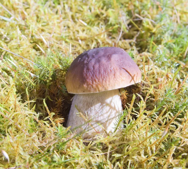 Forest mushroom in the moss — Stock Photo, Image