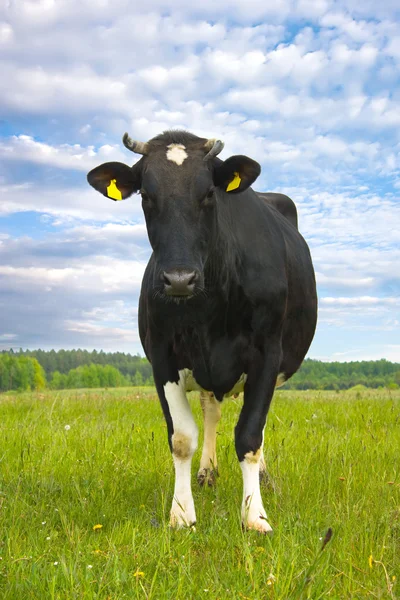 Vache sur la prairie — Photo