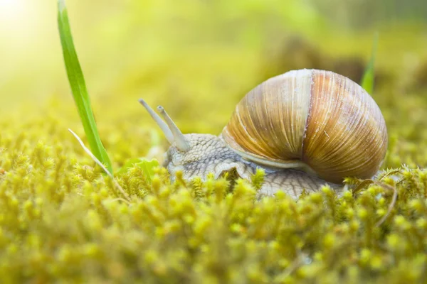 Snail in the moss — Stock Photo, Image