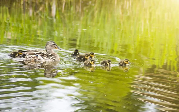 호수에서 ducklings와 오리 — 스톡 사진