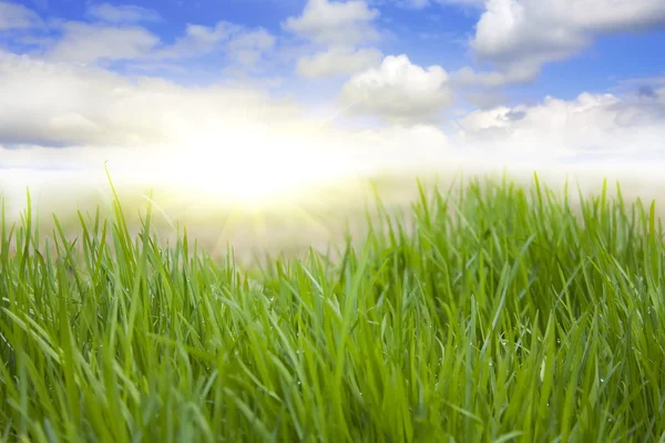 Våren gräs, blå himmel — Stockfoto