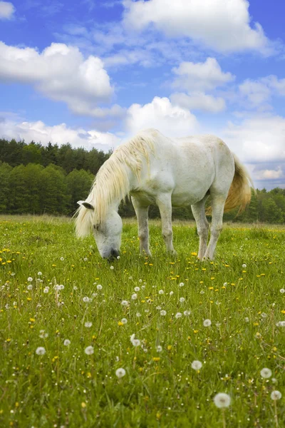 Wit paard op het weitje — Stockfoto