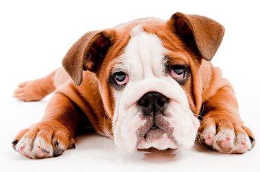 Картина, постер, плакат, фотообои "милая собака постеры животные архитектура", артикул 1076014