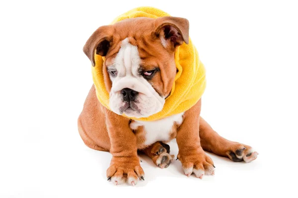 Pies Buldog angielski — Zdjęcie stockowe