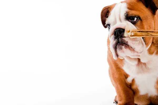 Inglés Bulldog puppy —  Fotos de Stock