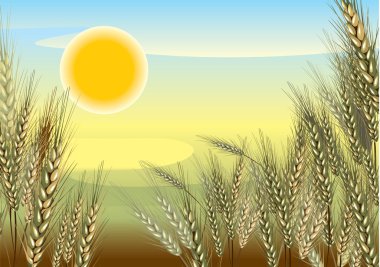 Wheat. Background clipart