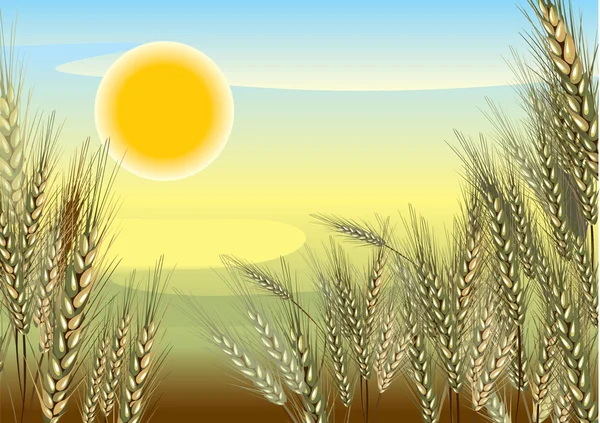 Pšenice. pozadí — Stockový vektor