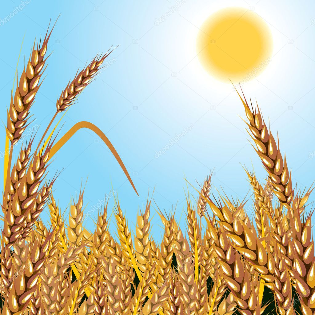 Wheat. Background