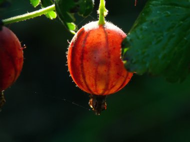 bektaşi üzümü. Berry.