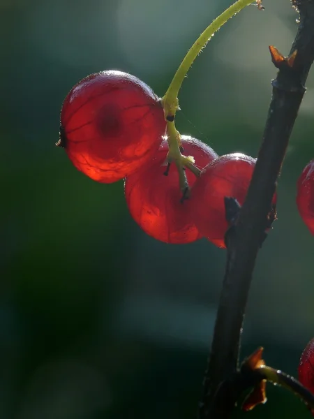 Currant. Berries. — Stock Photo, Image
