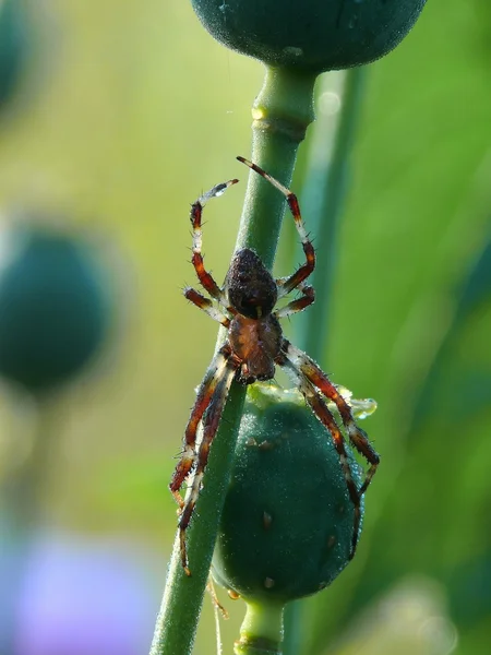 Stock image Spider. Sunlight.