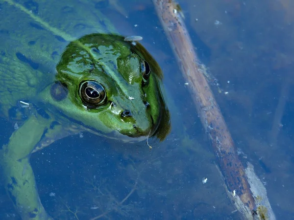 Frog. Look. — Stock Photo, Image