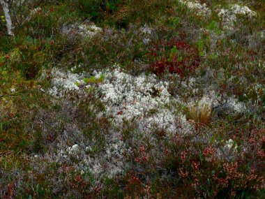 Bog. Moss. clipart