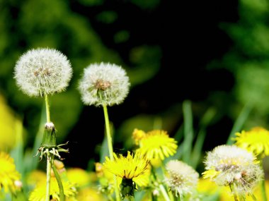 Dandelions. çayır.