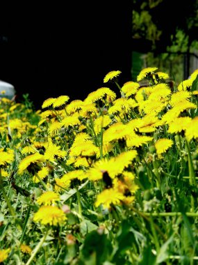 Dandelions. çayır.