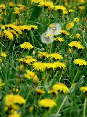 Dandelions. çayır.