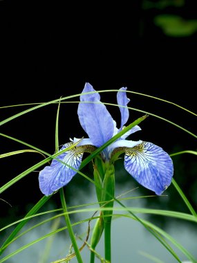 Iris. çiçek.