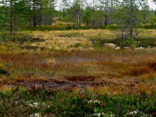 El pantano. Moss. . —  Fotos de Stock